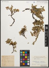 Foto von Salix retusa L.
